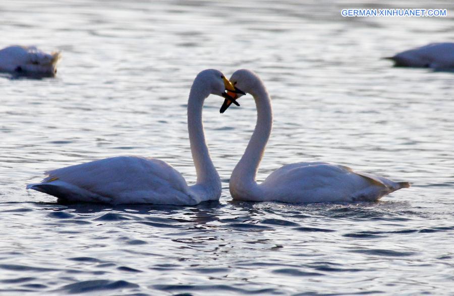 #CHINA-SHANDONG-MIGRATORY SWANS (CN)