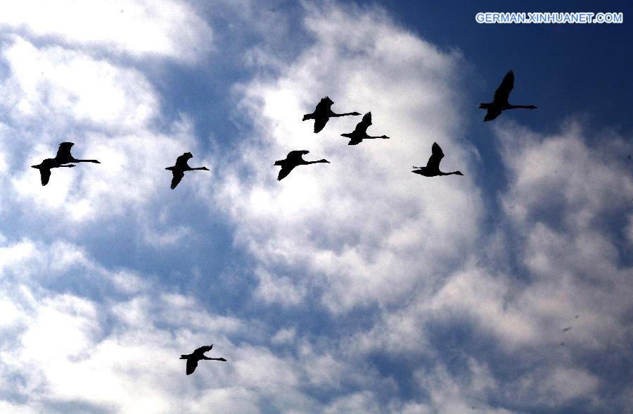 #CHINA-SHANDONG-MIGRATORY SWANS (CN)