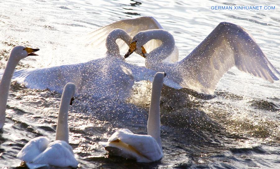 #CHINA-SHANDONG-MIGRATORY SWANS (CN)