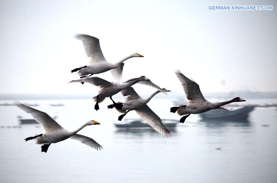 #CHINA-SHANDONG-MIGRATORY SWANS (CN)