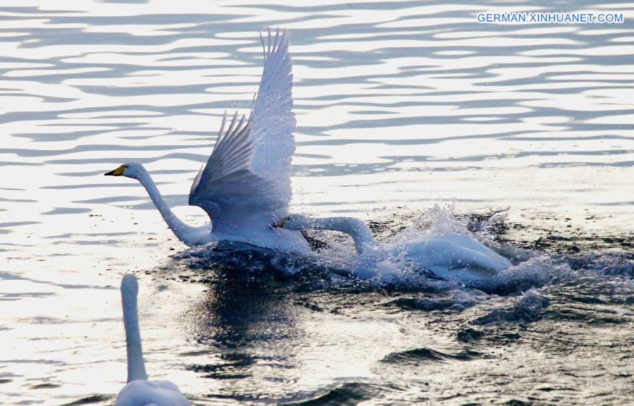 #CHINA-SHANDONG-MIGRATORY SWANS (CN)