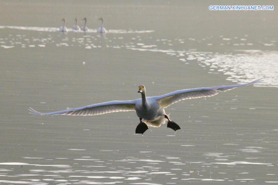 #CHINA-SHANDONG-MIGRATORY SWANS (CN)