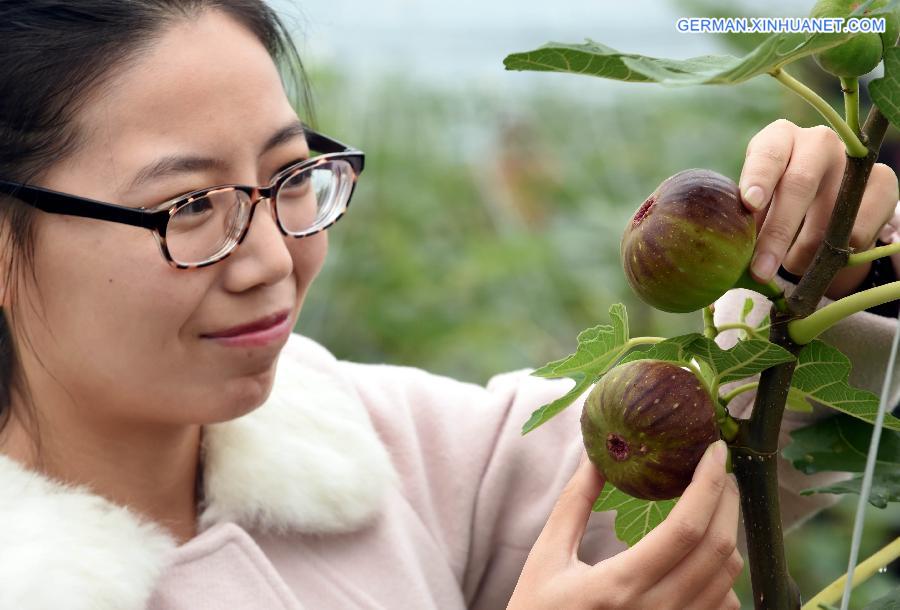 CHINA-HEBEI-LANGFANG-FIG PLANTING (CN)