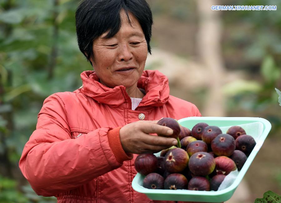 CHINA-HEBEI-LANGFANG-FIG PLANTING (CN)