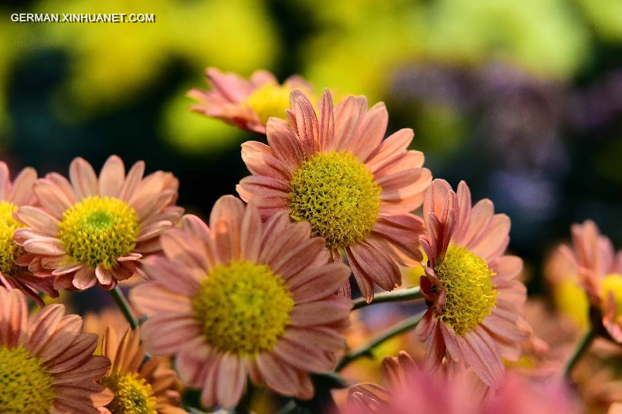 CHINA-JINAN-CHRYSANTHEMUM (CN)