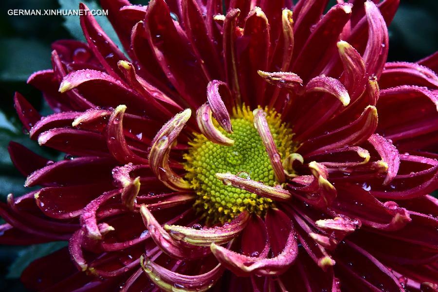 CHINA-JINAN-CHRYSANTHEMUM (CN)