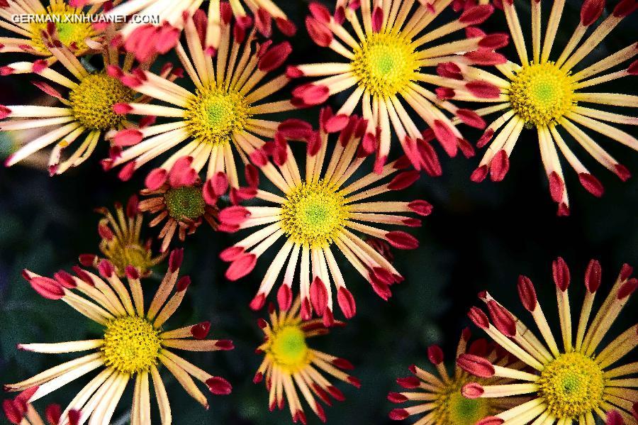 CHINA-JINAN-CHRYSANTHEMUM (CN)