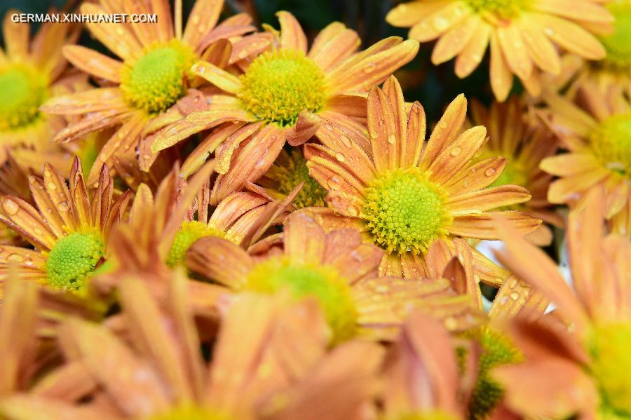 CHINA-JINAN-CHRYSANTHEMUM (CN)