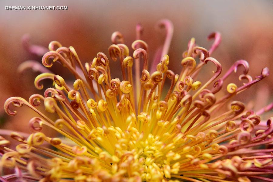 CHINA-JINAN-CHRYSANTHEMUM (CN)