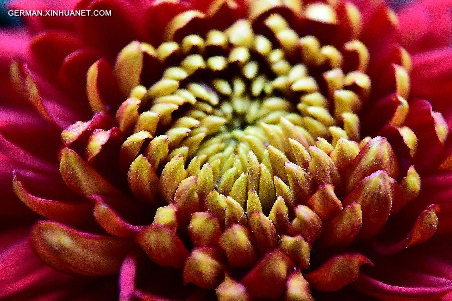 CHINA-JINAN-CHRYSANTHEMUM (CN)