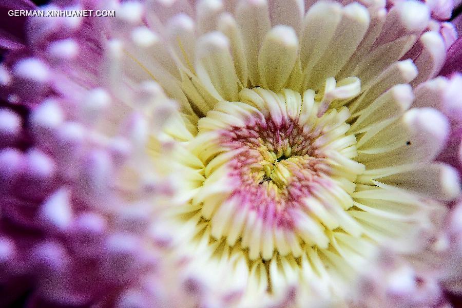 CHINA-JINAN-CHRYSANTHEMUM (CN)