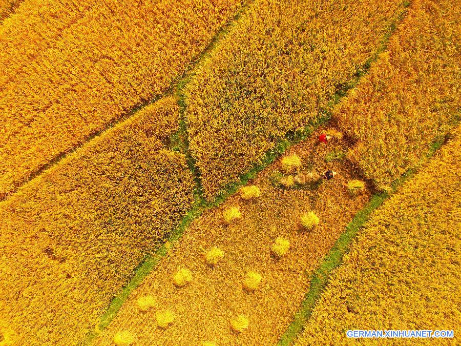 CHINA-GUANGXI-LIUCHENG-RICE FIELDS-SCENERY (CN)