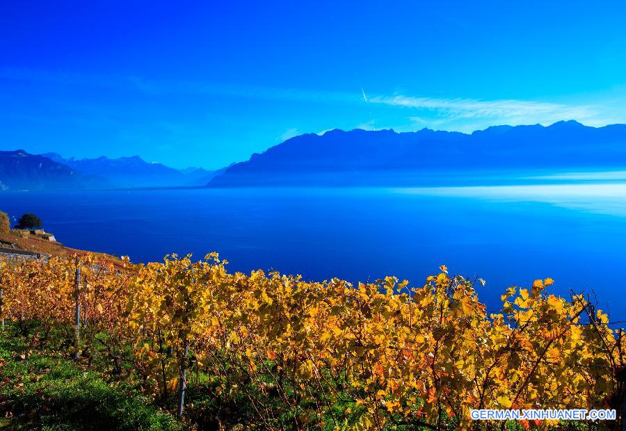 SWITZERLAND-LAVAUX-VINEYARD-AUTUMN