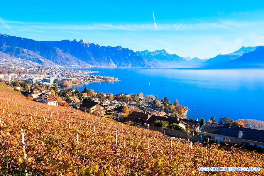 SWITZERLAND-LAVAUX-VINEYARD-AUTUMN