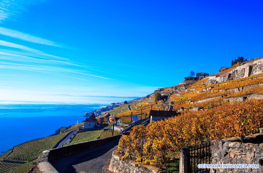 SWITZERLAND-LAVAUX-VINEYARD-AUTUMN