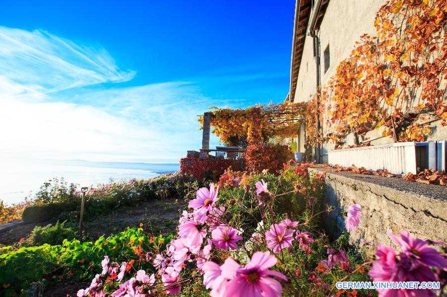 SWITZERLAND-LAVAUX-VINEYARD-AUTUMN