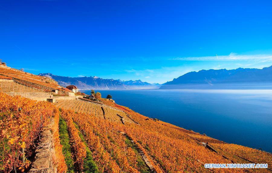 SWITZERLAND-LAVAUX-VINEYARD-AUTUMN