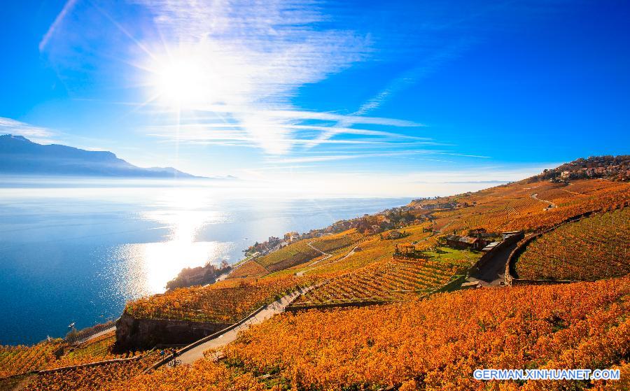 SWITZERLAND-LAVAUX-VINEYARD-AUTUMN