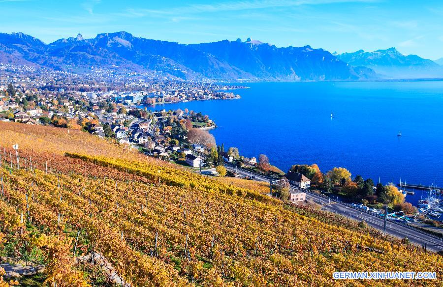 SWITZERLAND-LAVAUX-VINEYARD-AUTUMN