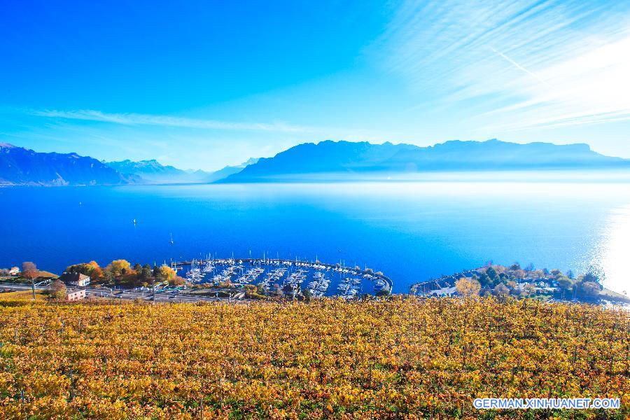 SWITZERLAND-LAVAUX-VINEYARD-AUTUMN