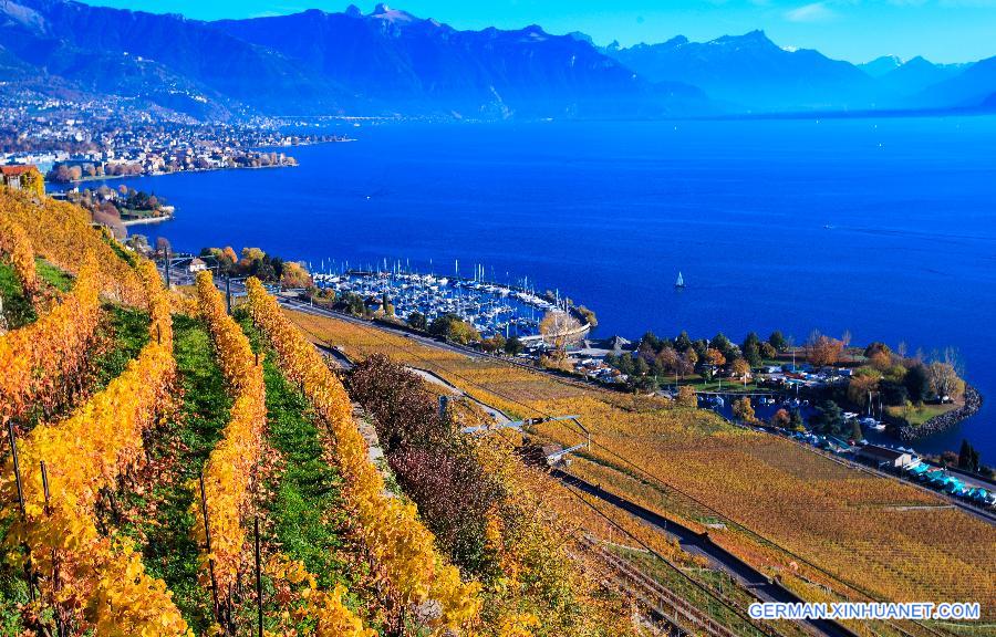 SWITZERLAND-LAVAUX-VINEYARD-AUTUMN