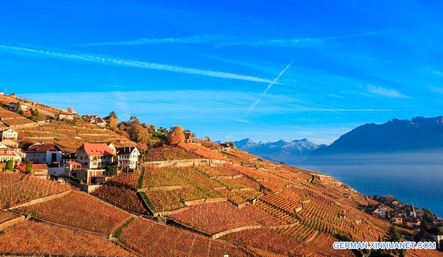 SWITZERLAND-LAVAUX-VINEYARD-AUTUMN