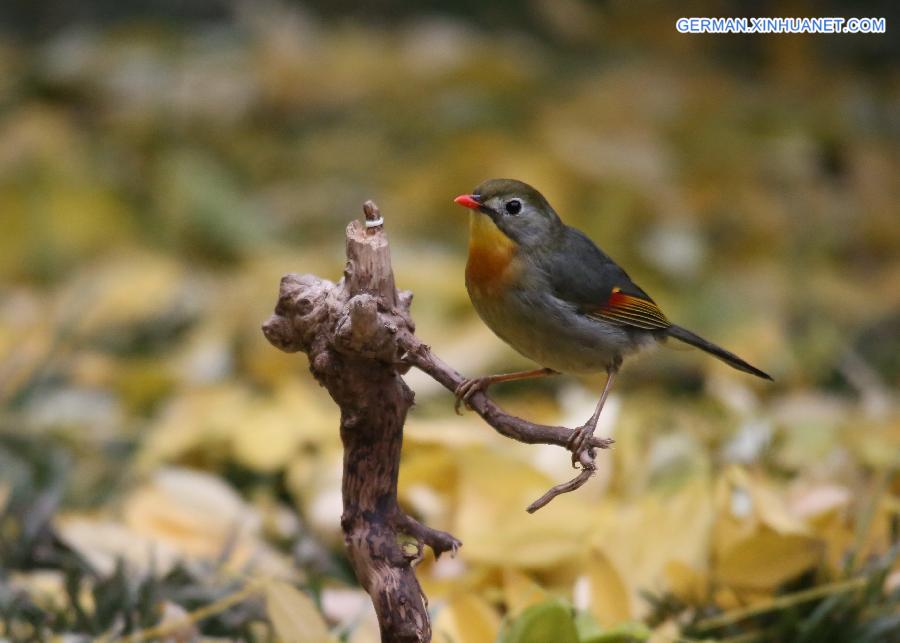 #CHINA-BEIJING-REDBILLED LEIOTHRIX (CN)