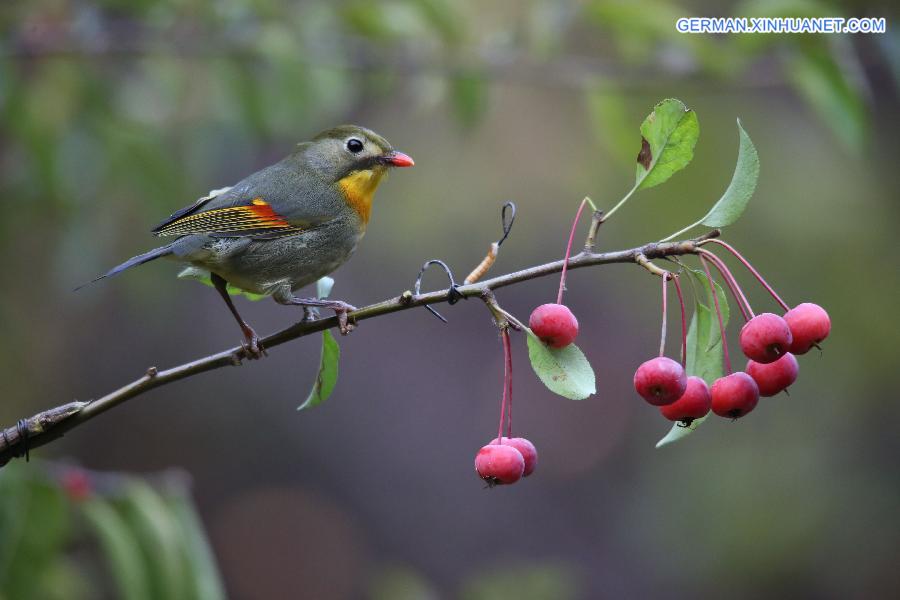 #CHINA-BEIJING-REDBILLED LEIOTHRIX (CN)