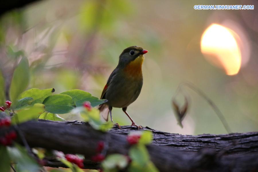 #CHINA-BEIJING-REDBILLED LEIOTHRIX (CN)