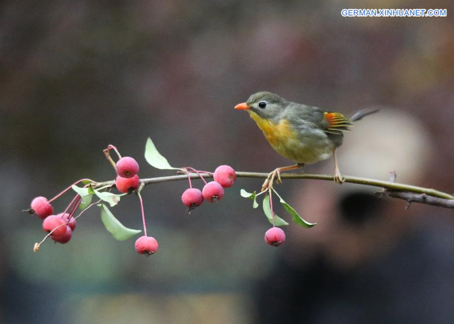 #CHINA-BEIJING-REDBILLED LEIOTHRIX (CN)