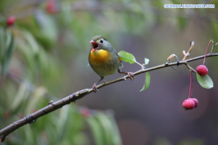 #CHINA-BEIJING-REDBILLED LEIOTHRIX (CN)