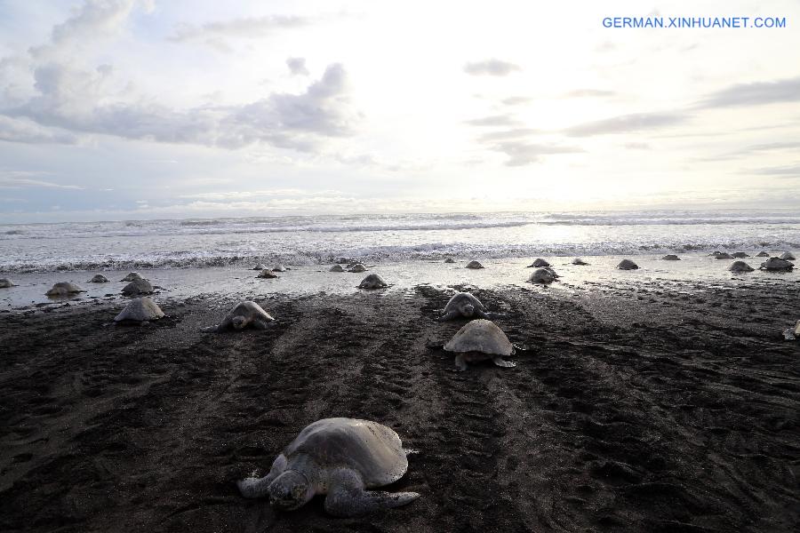 COSTA RICA-OSTIONAL BEACH-ENVIRONMENT-TURTLES-EGGS