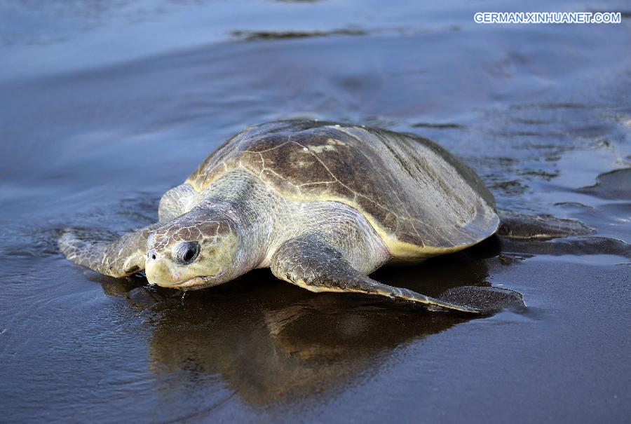 COSTA RICA-OSTIONAL BEACH-ENVIRONMENT-TURTLES-EGGS