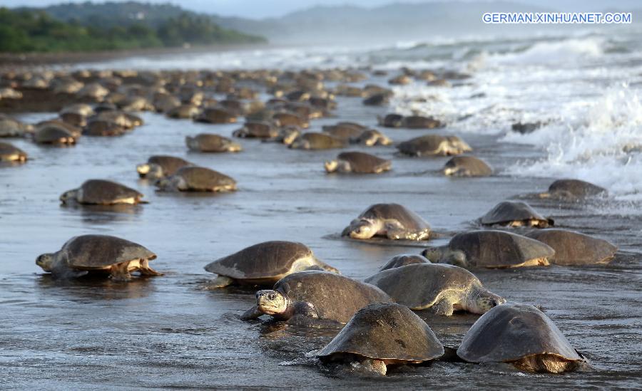 COSTA RICA-OSTIONAL BEACH-ENVIRONMENT-TURTLES-EGGS