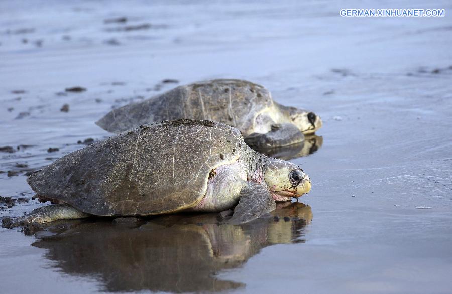 COSTA RICA-OSTIONAL BEACH-ENVIRONMENT-TURTLES-EGGS