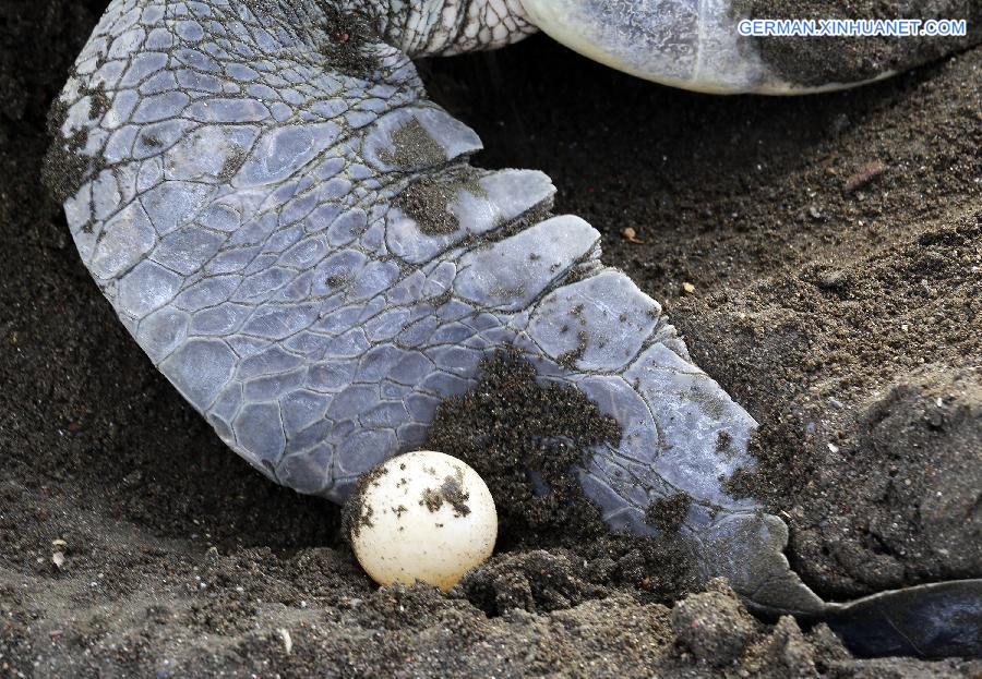 COSTA RICA-OSTIONAL BEACH-ENVIRONMENT-TURTLES-EGGS