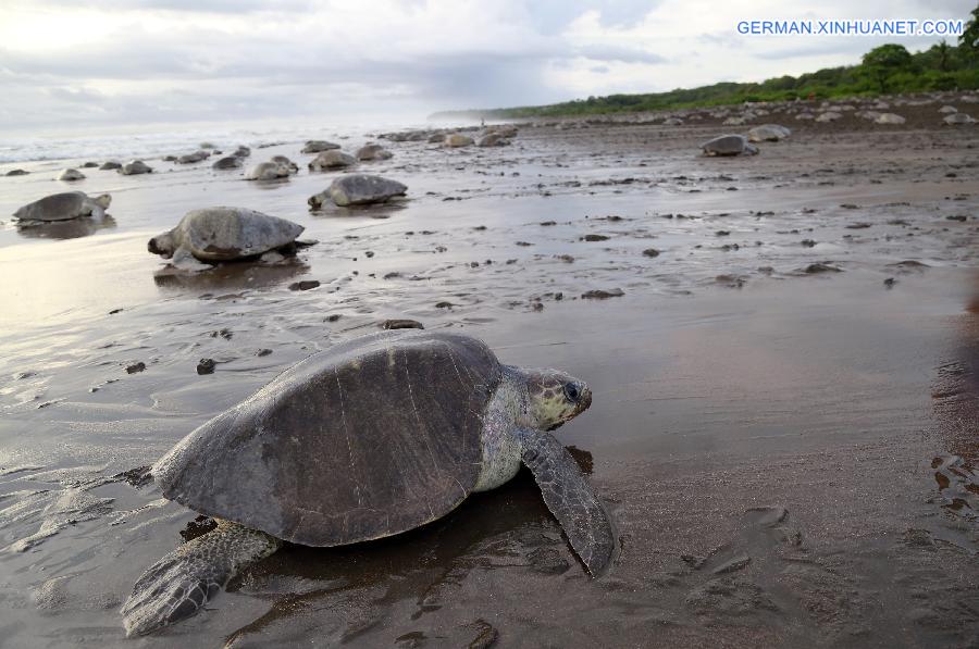 COSTA RICA-OSTIONAL BEACH-ENVIRONMENT-TURTLES-EGGS