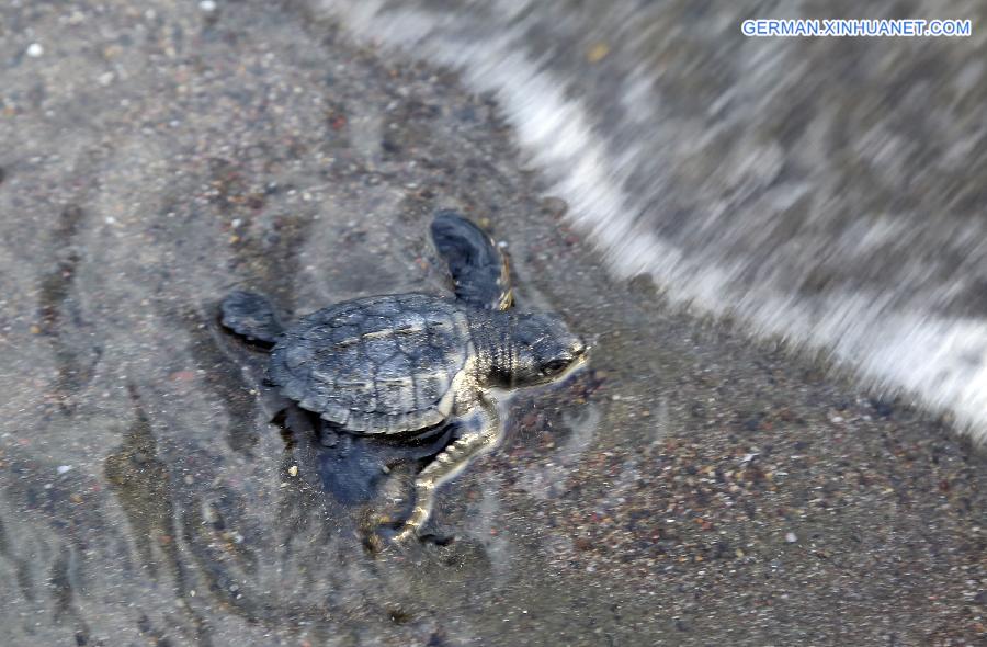 COSTA RICA-OSTIONAL BEACH-ENVIRONMENT-TURTLES-EGGS