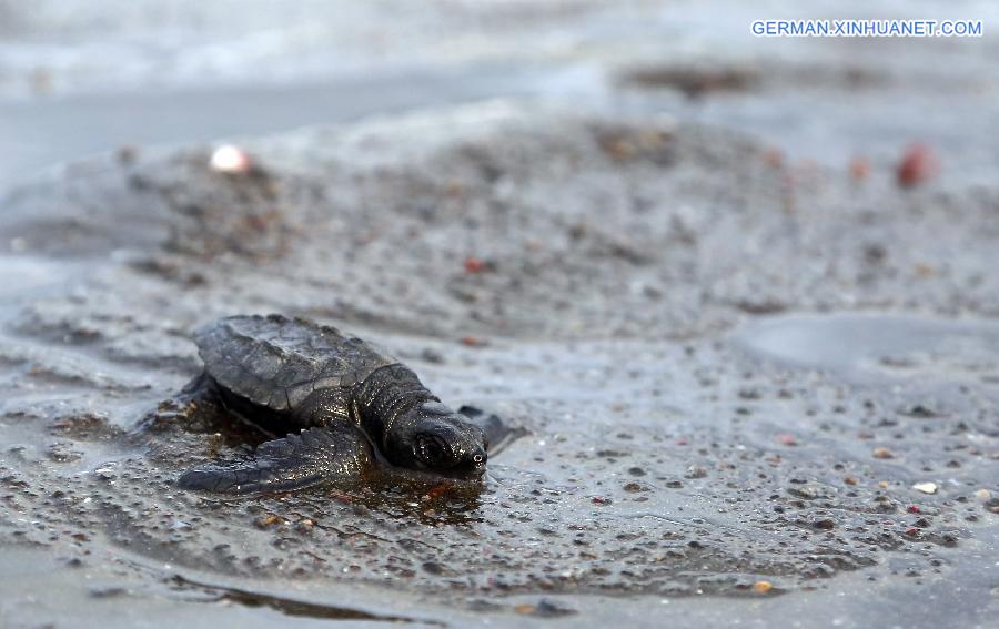 COSTA RICA-OSTIONAL BEACH-ENVIRONMENT-TURTLES-EGGS