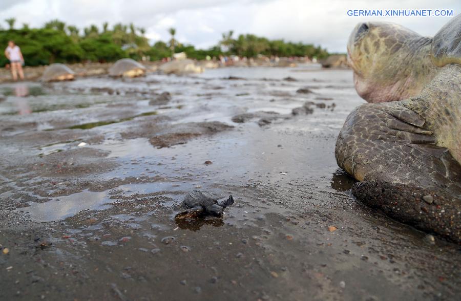 COSTA RICA-OSTIONAL BEACH-ENVIRONMENT-TURTLES-EGGS