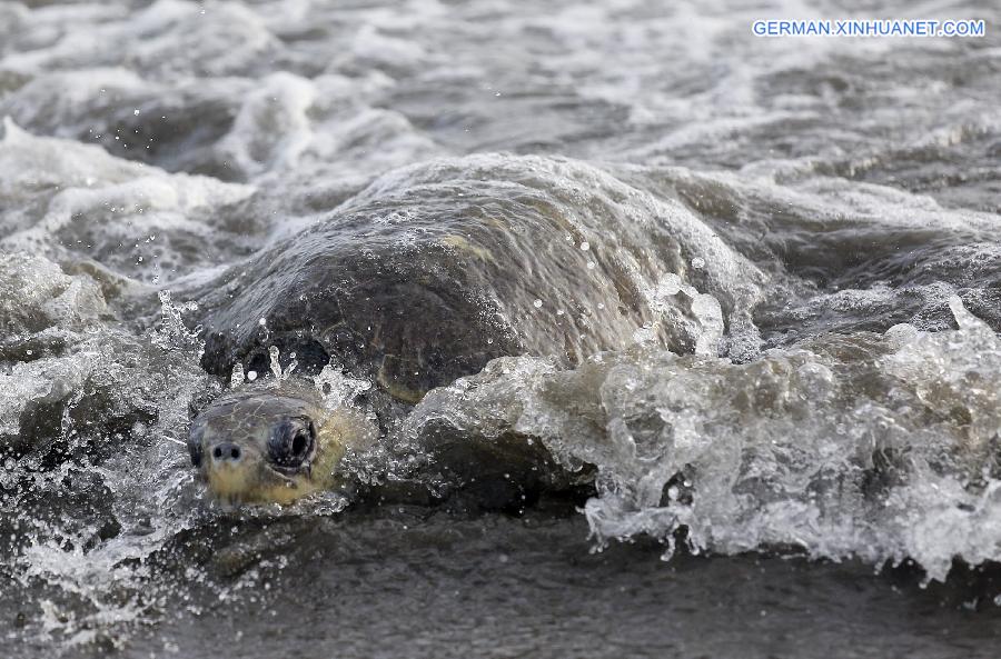 COSTA RICA-OSTIONAL BEACH-ENVIRONMENT-TURTLES-EGGS