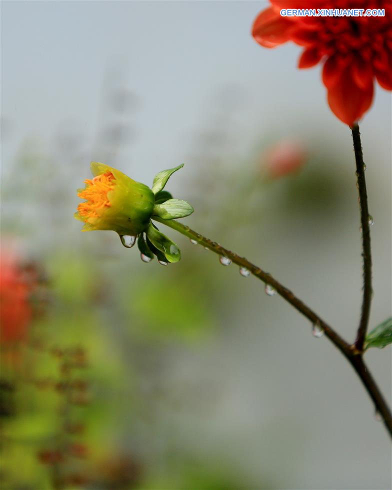 #CHINA-GUANGXI-LIUZHOU-FLOWERS(CN)