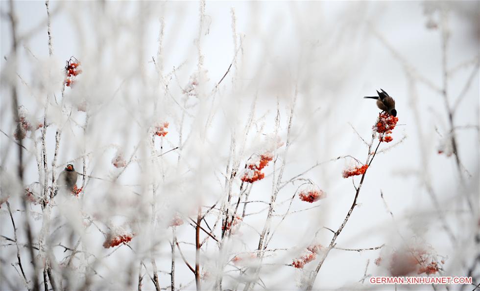 CHINA-HEILONGJIANG-RIME (CN)