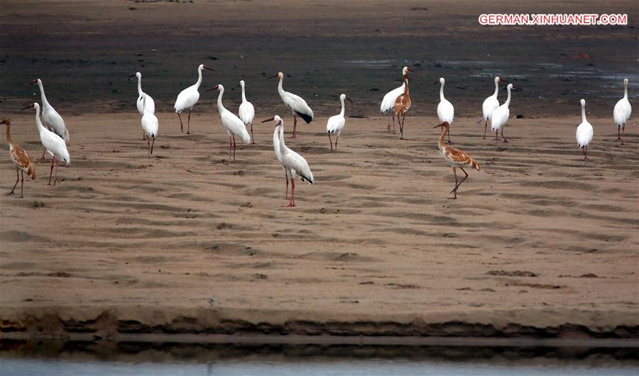 #CHINA-ANHUI-PIHE RIVER-WHITE CRANES (CN*)