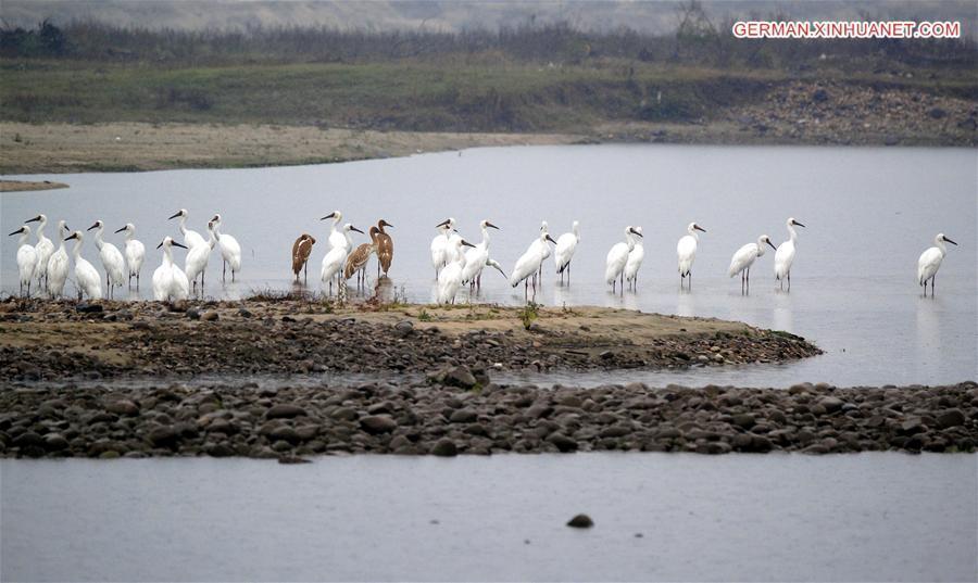 #CHINA-ANHUI-PIHE RIVER-WHITE CRANES (CN*)