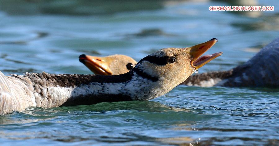 CHINA-TIBET-LHASA-MIGRATORY BIRDS (CN)