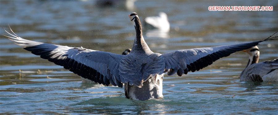 CHINA-TIBET-LHASA-MIGRATORY BIRDS (CN)