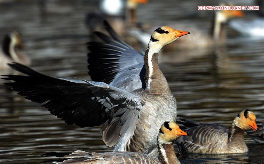 CHINA-TIBET-LHASA-MIGRATORY BIRDS (CN)