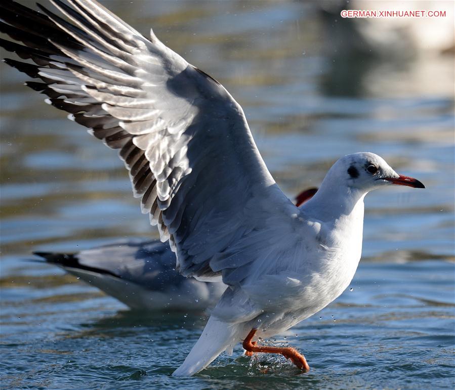 CHINA-TIBET-LHASA-MIGRATORY BIRDS (CN)