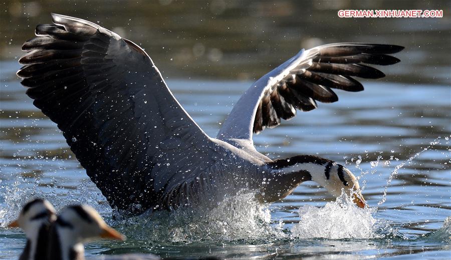 CHINA-TIBET-LHASA-MIGRATORY BIRDS (CN)